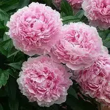 "САРА БЕНАРД" - півонія трав'яниста (корневище)