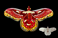 Самые красивые бабочки мира