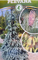 Ялина Єнгельмана Первана 'Pervana' (picea mexicana pervana)