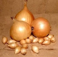 Цибуля-саджанка (сіянка) Штурон (видовжена) сітка 1кг TOP ONION Голландія, фото 1