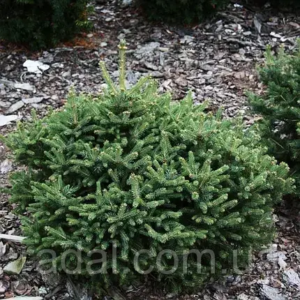 Ялина Єнгельмана Первана 'Pervana' (picea mexicana pervana)