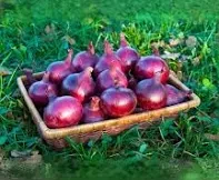 Цибуля-саджанка Ред Барон1 кг, фото 1