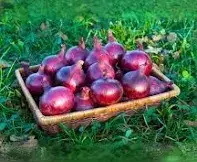 Цибуля-саджанка Ред Барон1 кг