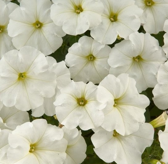 Петунія Fortunia White, фото 1