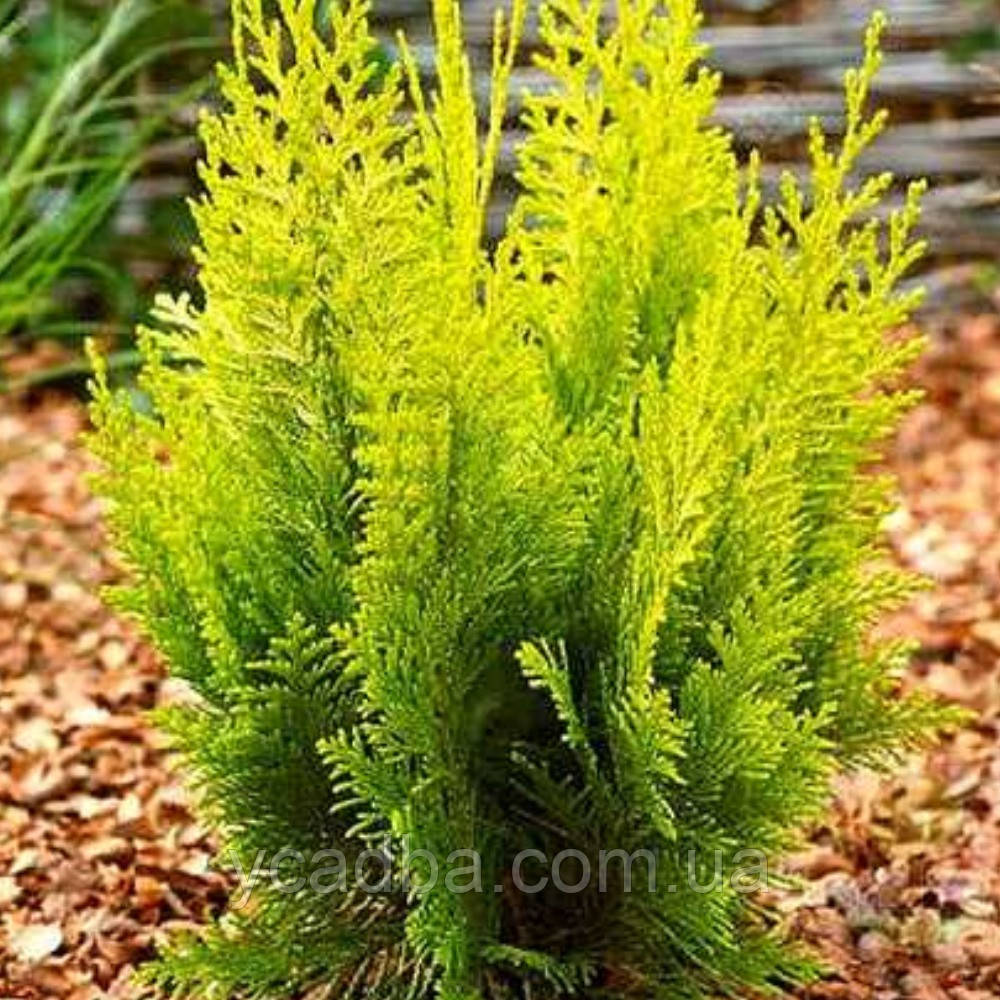 Кипарисовик Лавсона Івоне (контейнер 1,5л), фото 1