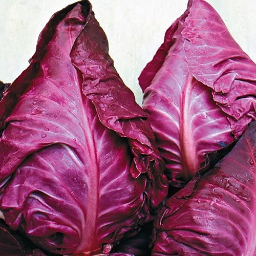 Насіння капусти червонокачанної Калібос (0,5г), фото 1