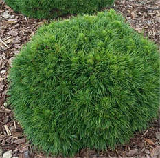 Сосна гірська Varella 2 річна, Сосна горная Варелла, Pinus mugo Varella, фото 3