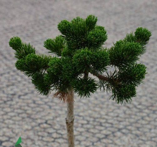 Сосна гірська Jacobsen 2 річна на штамбі, Сосна горная Якобсен на штамбе, Pinus mugo Jacobsen, фото 1