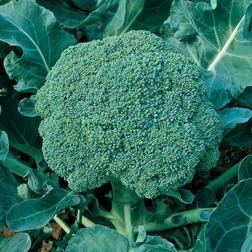 Насіння капусти броколі Тонус (0,5г), фото 1