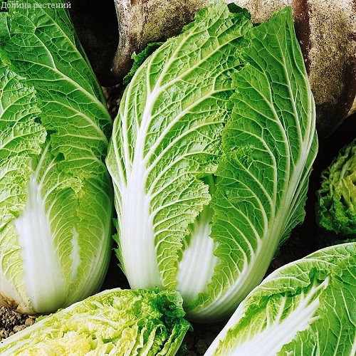 Насіння капусти пекінська Ніка (0,5г), фото 1