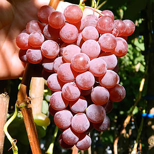 Саджанці Винограду Кишмиш Катавба - дуже ранній, великоплідний, зимостійкий