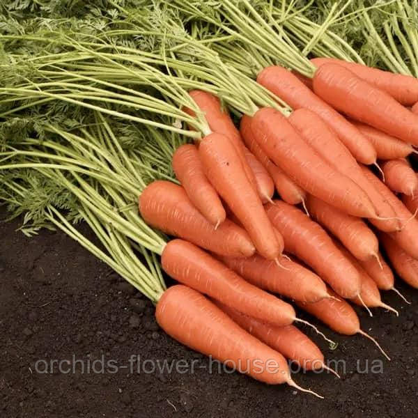 Насіння Морква Королева Осені 2 г