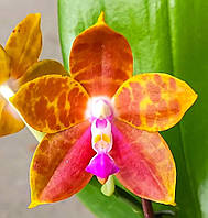 Орхідея Phal. PF - 6185, дуже схожий на Guadalupe Pineda Yaphon, Підліток 1,7, aroma