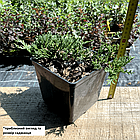 Саджанці Ялівцю горизонтального Блю Чіп, 3-х річний (Juniperus horizontalis Blue Chip) С2, фото 2