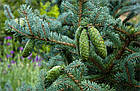 Саджанці Ялини Вільсона (Picea Wilsonii) Р9, фото 3