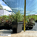 Саджанці Ялівцю лускатого Лодері (Juniperus squamata Loderi) P9, фото 2