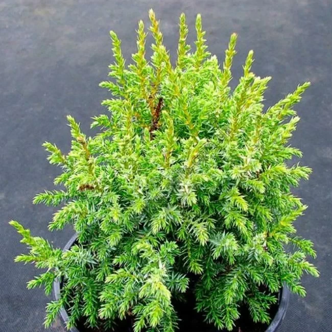 Саженцы Можжевельника чешуйчатого Лодери (Juniperus squamata Loderi) Р9 - фото 3 - id-p1775342976