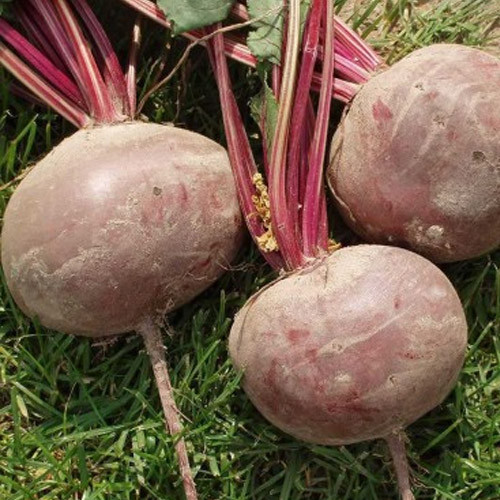 Буряк Водан F1, 200 шт. (Власне фасування з оригінального упакування), (Bejo Zaden)., фото 1