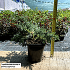 Саджанці Ялівцю лускатого Блю Карпет (Juniperus squamata Blue Carpet) Р9, фото 2