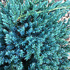 Саджанці Ялівцю лускатого Блю Карпет (Juniperus squamata Blue Carpet) Р9, фото 4