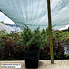 Саджанці Ялівцю лускатого Блю Швед (Juniperus squamata Blue Swede) Р9, фото 2