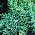 Саджанці Ялівцю лускатого Блю Швед (Juniperus squamata Blue Swede) Р9, фото 3