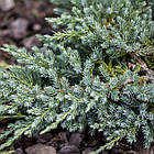 Саджанці Ялівцю лускатого Блю Швед (Juniperus squamata Blue Swede) Р9, фото 4