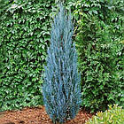 Саджанці Ялівцю скельного Блю Арроу (Juniperus scopulorum Blue Arrow) Р9, фото 3