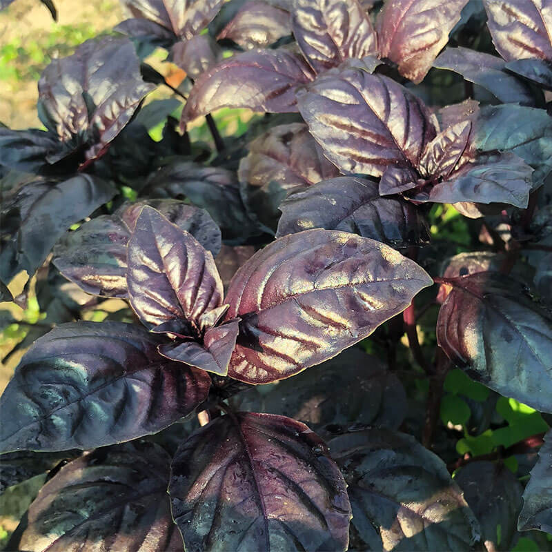 Насіння базиліку Віолет Кінг (Violet King) Spark Seeds 50гр
