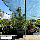Саджанці Сосни Гачкуватої (Сосна Піренейська) (Pinus uncinata) Р9, фото 2