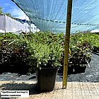 Саджанці Ялівцю лускатого Дрім Джой (Juniperus squamata Dream Joy) Р9, фото 2