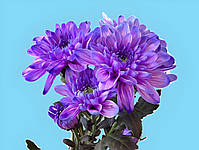 Фарба бузкова для зрізаних квітів Royal Brinkman 50 г, фото 2