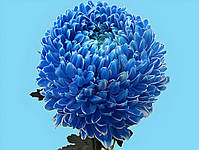 Фарба блакитна для зрізаних квітів Royal Brinkman 50 г, фото 2