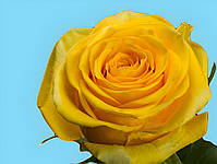 Фарба жовта для зрізаних квітів Royal Brinkman 50 г, фото 2