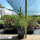 Саджанці Ялини канадської, сиза, біла (Picea canadensis, glauca, alba), фото 2