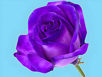 Фарба пурпурна для зрізаних квітів Royal Brinkman 50 г, фото 2