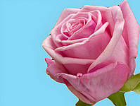 Фарба рожева для зрізаних квітів Royal Brinkman 50 г, фото 2