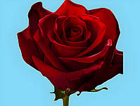 Фарба червона для зрізаних квітів Royal Brinkman 50 г, фото 2