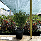 Саджанці Ялини звичайної Літтл Джем (Picea abies Little Gem) Р9, фото 2