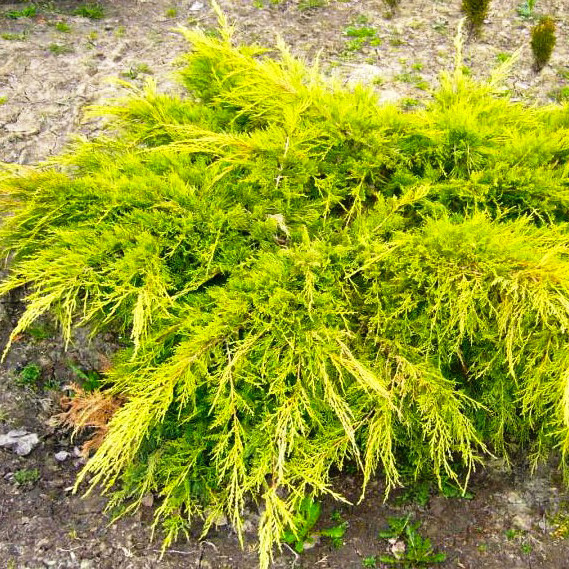 Саженцы Можжевельника среднего Голд Стар (Juniperus pfitzeriana Goldstar) Р9 - фото 4 - id-p645169785