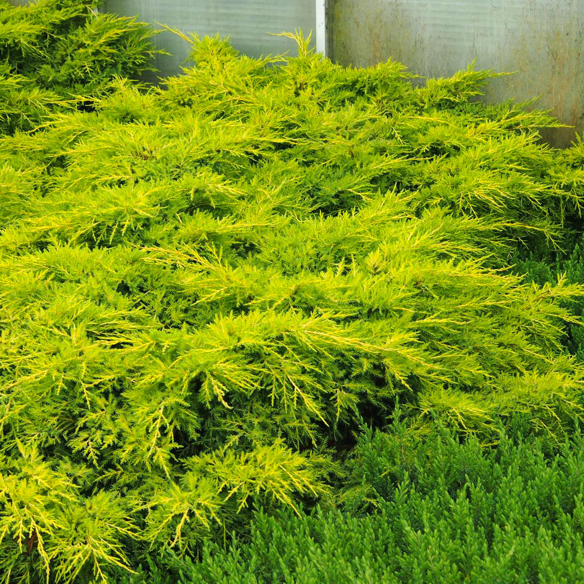 Саженцы Можжевельника среднего Голд Стар (Juniperus pfitzeriana Goldstar) Р9 - фото 5 - id-p645169785