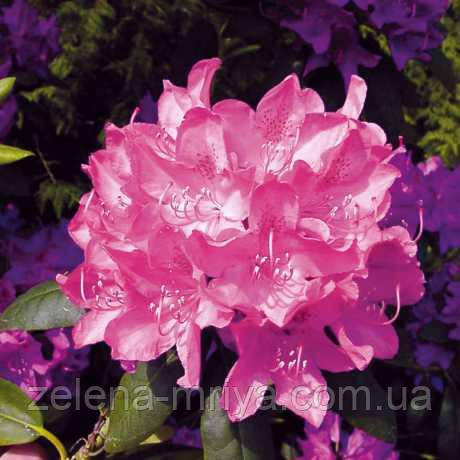 Рододендрон Розеум Елеганс Roseum Elegans 50-60 см.