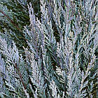 Саджанці Ялівцю скельного Мунглоу (Juniperus scopulorum Moonglow) Р9, фото 3