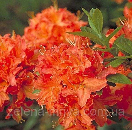 Азалія гібридна Мандарін Лайтс «Mandarin lighs»  4л., фото 1