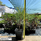 Саджанці Сосни Жовтої (Орегонської) (Pinus ponderosa) Р9, фото 2