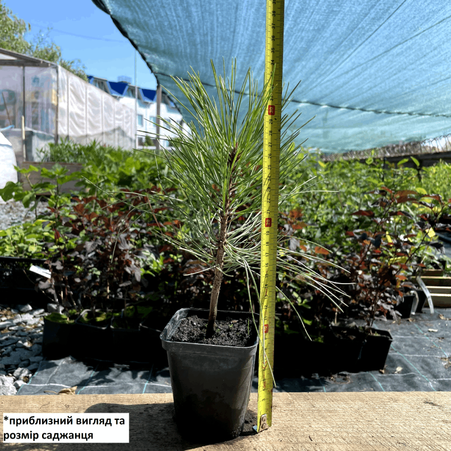 Саженцы Сосны Жёлтой (Орегонской) (Pinus ponderosa) Р9 - фото 2 - id-p867068221