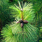 Саджанці Сосни Жовтої (Орегонської) (Pinus ponderosa) Р9, фото 2