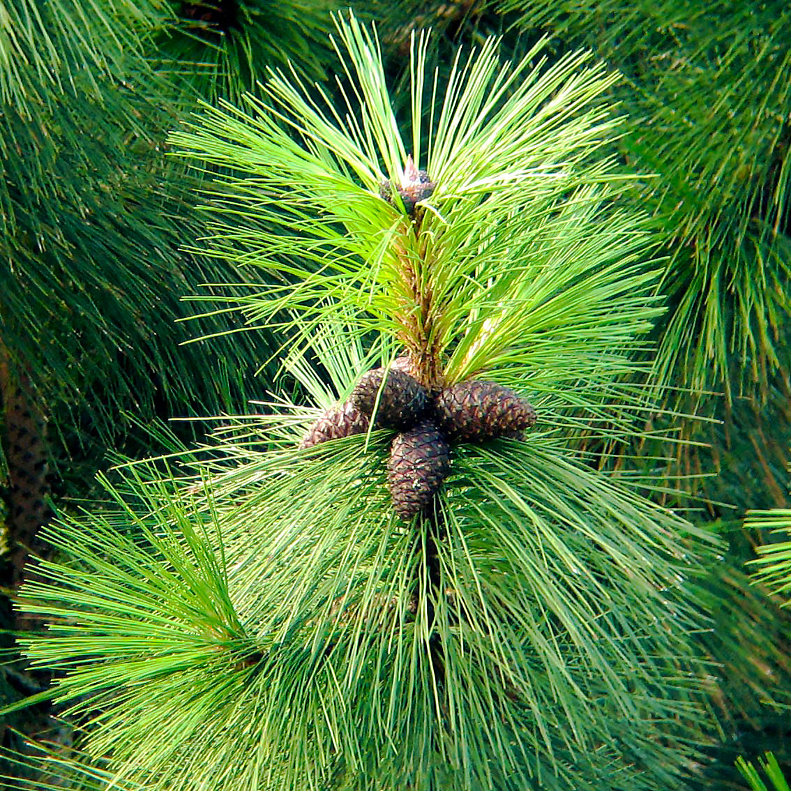 Саженцы Сосны Жёлтой (Орегонской) (Pinus ponderosa) Р9 - фото 3 - id-p867068221