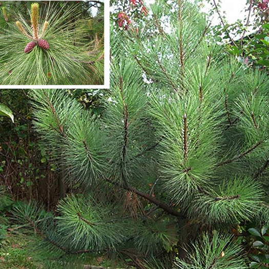 Саженцы Сосны Жёлтой (Орегонской) (Pinus ponderosa) Р9 - фото 4 - id-p867068221