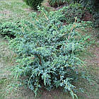 Саджанці Ялівцю китайського Блю Альпс (Juniperus chinensis Blue Alps) Р9, фото 3